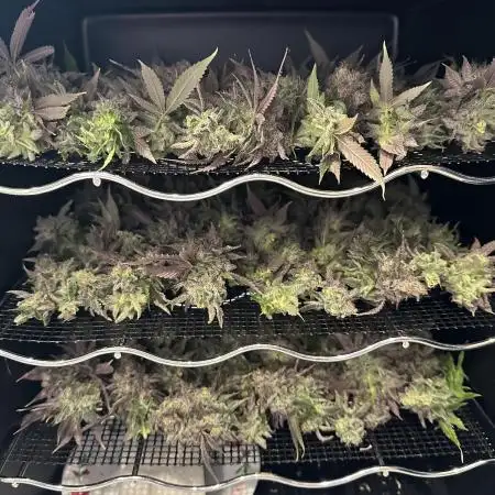 DS-11, first time growing from clone