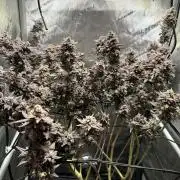 Yet another DS-11 grow