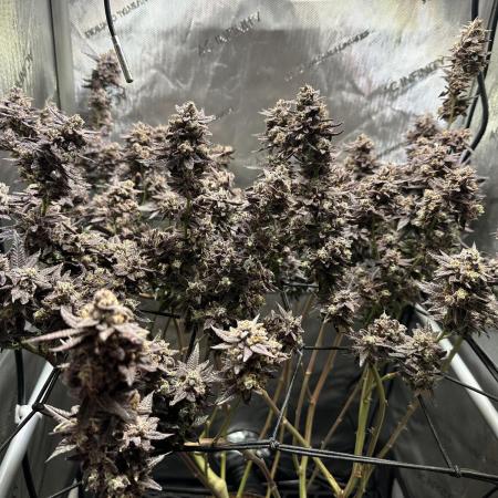 Yet another DS-11 grow