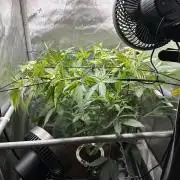 Yet another DS-11 grow