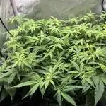 DS-11, first time growing from clone