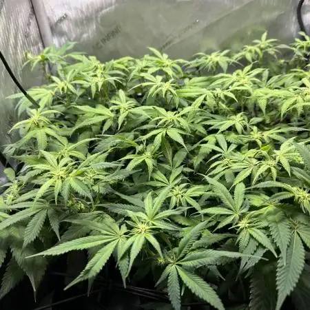 DS-11, first time growing from clone