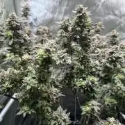 Yet another DS-11 grow