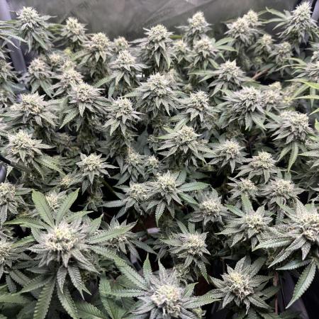DS-11, first time growing from clone