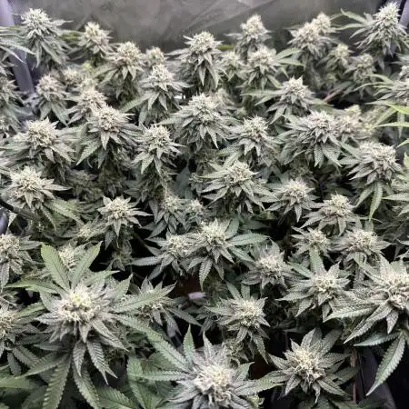 DS-11, first time growing from clone