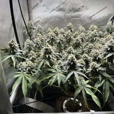 DS-11, first time growing from clone