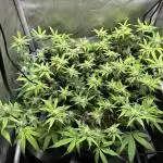 DS-11, first time growing from clone