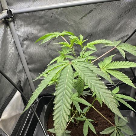 DS-11, first time growing from clone