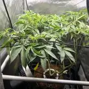 Yet another DS-11 grow