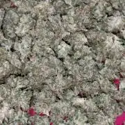 Dale fast buds