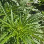Girl Scout Cookies
