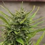 Strawberry Banana Auto
