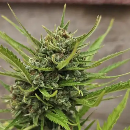 Strawberry Banana Auto