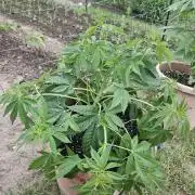 Gorilla Melon🍉😋