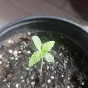 Lemon Mandarin 🍋🍊