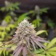 Lemon Cherry Runtz🍒