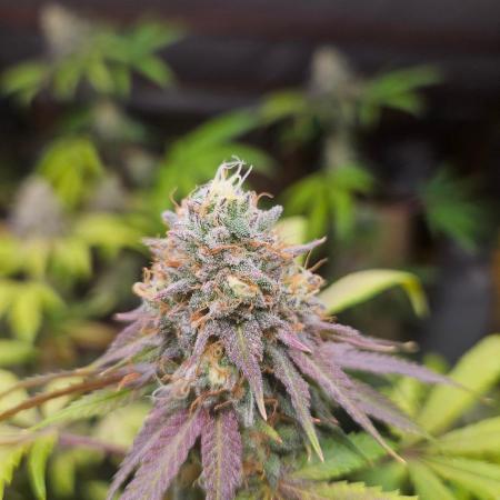 Lemon Cherry Runtz🍒
