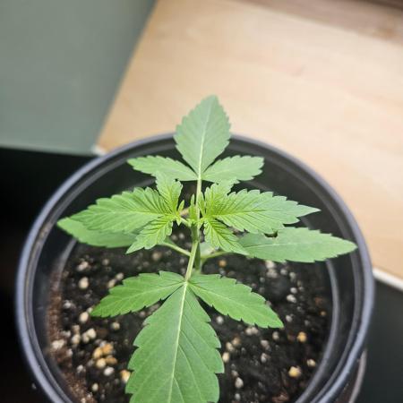 Lemon Mandarin 🍋🍊