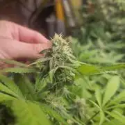 Clone Lemon Mandarin