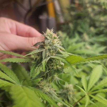 Clone Lemon Mandarin