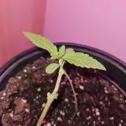 Lemon Mandarin 🍋🍊