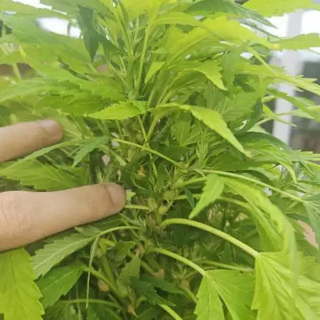Cali Bag Seed 