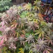 Gorilla Melon🍉😋