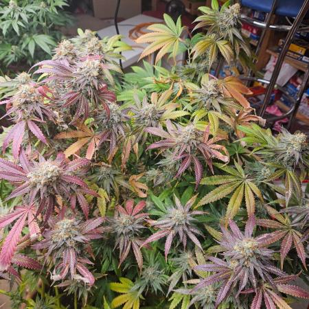 Gorilla Melon🍉😋