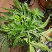 LA Kush Cake 🎂