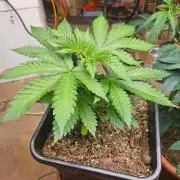 LA Kush Cake 🎂