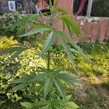 Girl Scout Cookies