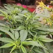 Clone Lemon Mandarin