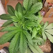 LA Kush Cake 🎂