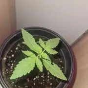 Lemon Mandarin 🍋🍊