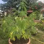 Girl Scout Cookies
