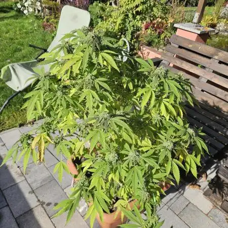 Cali Bag Seed 
