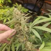 Mystery Phenos