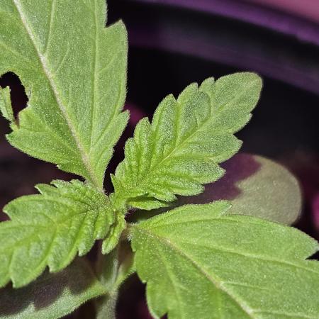 Lemon Mandarin 🍋🍊