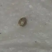 Lemon Mandarin 🍋🍊