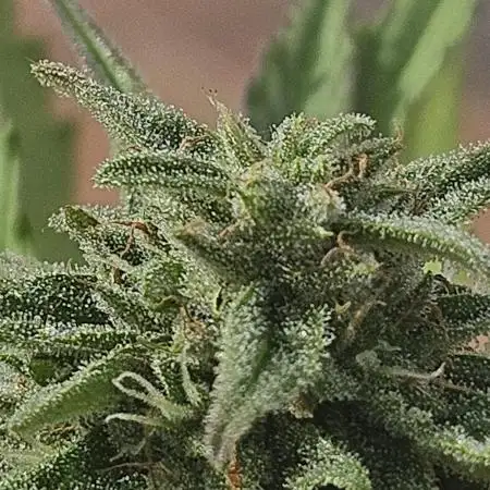 Titan F1 RQS