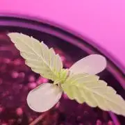 Lemon Mandarin 🍋🍊