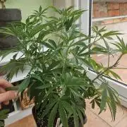 Garlic Mint