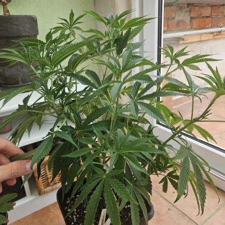 Garlic Mint