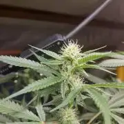 Mystery Phenos