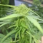 Girl Scout Cookies
