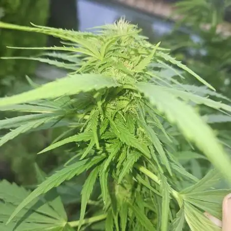 Girl Scout Cookies