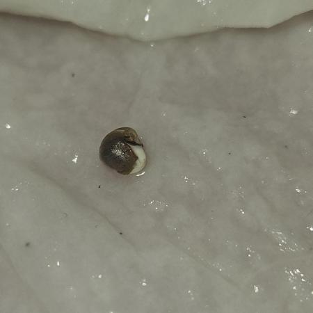 Lemon Mandarin 🍋🍊