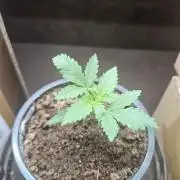LA Kush Cake 🎂