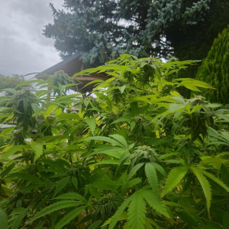 Cali Bag Seed 