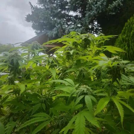 Cali Bag Seed 